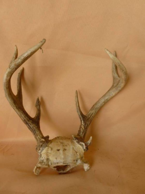 lot 242 image: Deer Antler