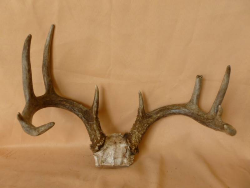 lot 244 image: Deer Antler