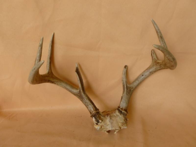 lot 245 image: Deer Antler