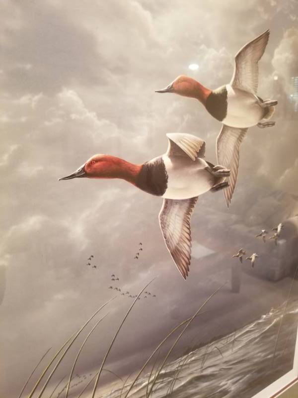 lot 39 image: James Hautman Fowl Weather-Canvasbacks Framed Print