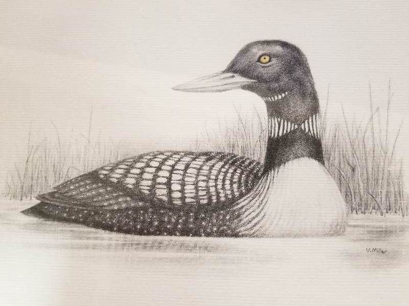 Loon Drawing