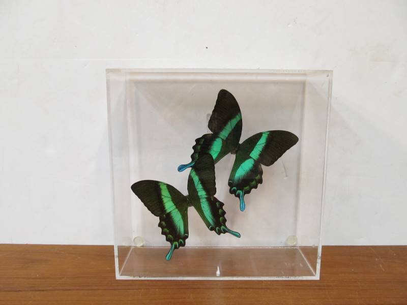 lot 84 image: Signed Mounted Butterfly Specimens wAcrylic Display Case