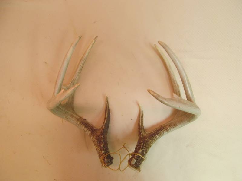 lot 98 image: deer antlers