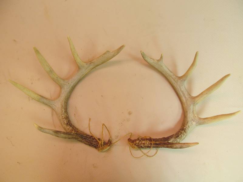 lot 99 image: deer antlers
