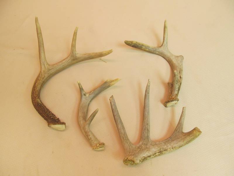 lot 100 image: deer antlers sheds