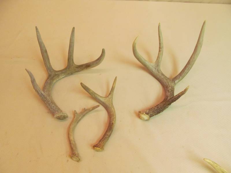 lot 101 image: deer antler sheds