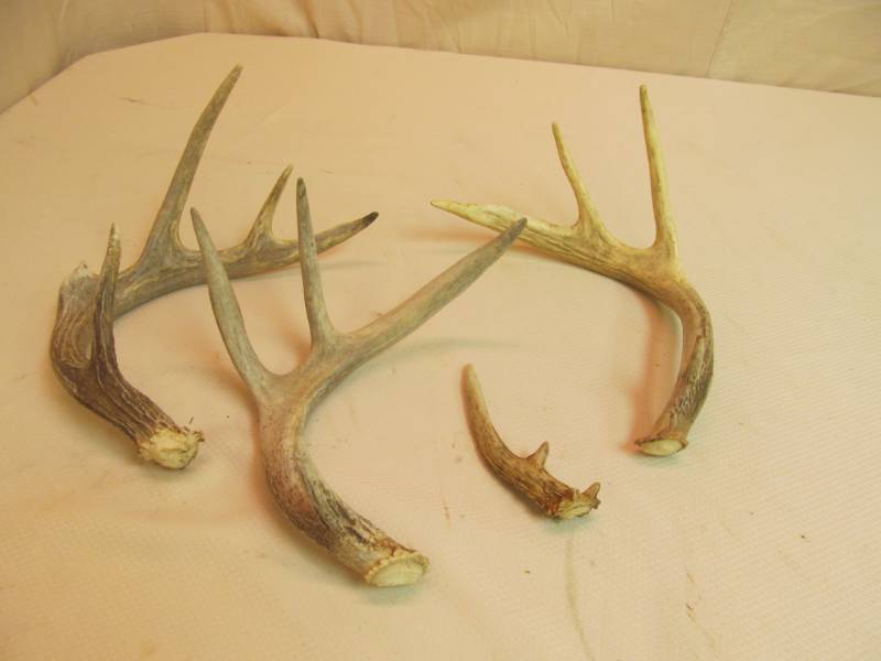 lot 103 image: deer antler sheds