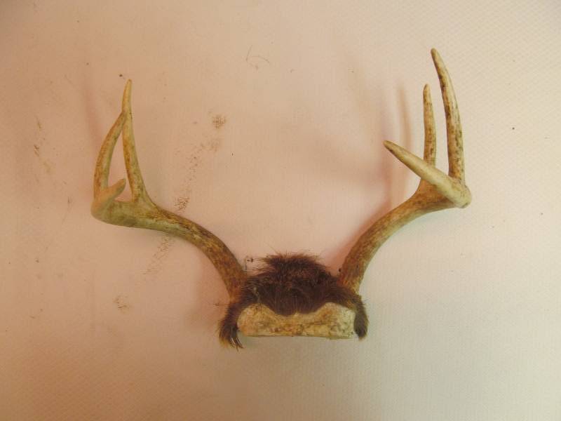 lot 105 image: deer antler