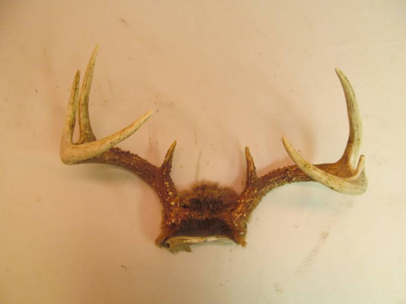 lot 106 image: deer antlers
