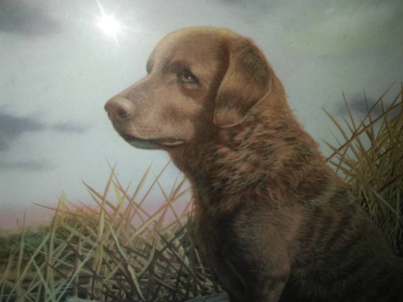 lot 140 image: Retriever waiting by the swamp. Great picture