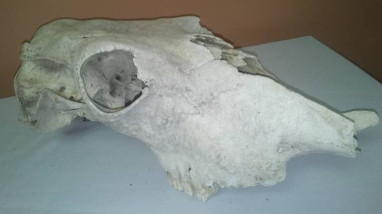 lot 157 image: 17 in skull.