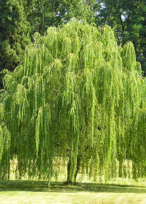 Balled & Burlapped Willow Tree 