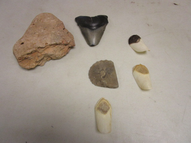 lot 252 image: FOSSIL, SHARK TOOTH AND ANIMAL CLAWS