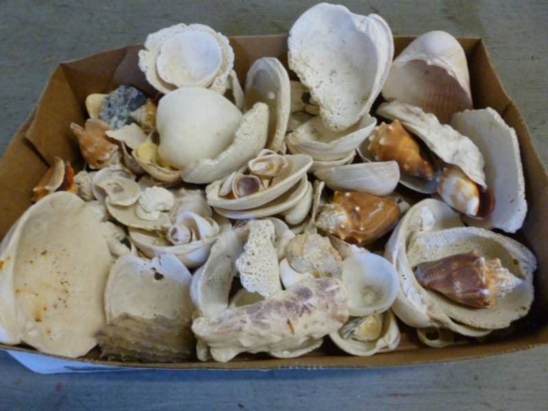 lot 25 image: Seashells
