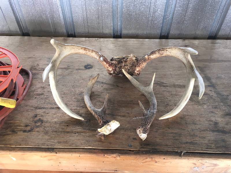lot 81 image: Deer Antlers