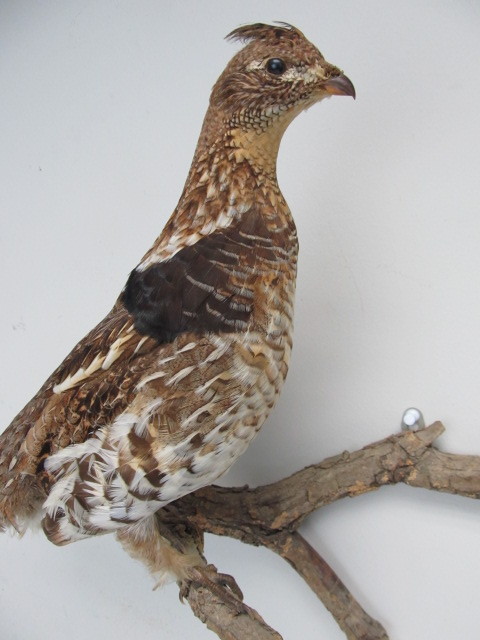 lot 115 image: Taxidermy Grouse Mount on Branch