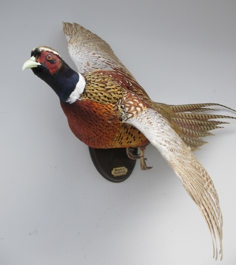 lot 116 image: Nice Left Facing Flying Pheasant Taxidermy Mount