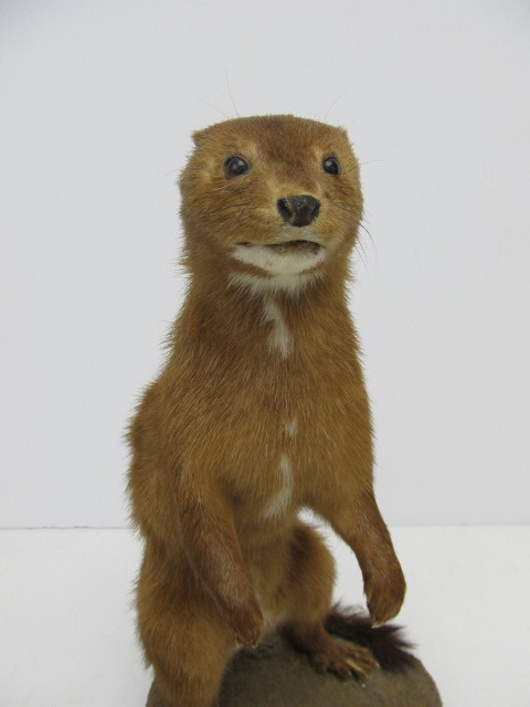 lot 117 image: Vintage Taxidermy Weasel