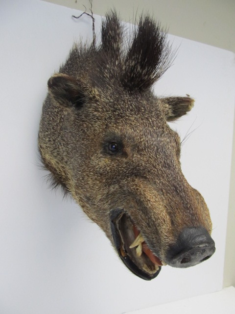 lot 118 image: Taxidermy Razorback Wall Mount