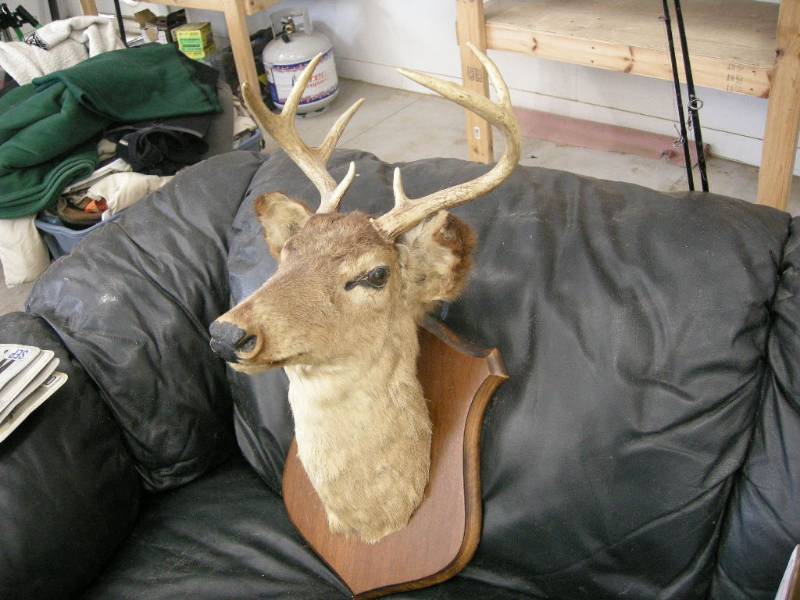 lot 66 image: Deer Head Mount