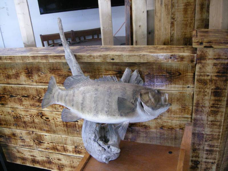 lot 67 image: Smallmouth Bass Mount