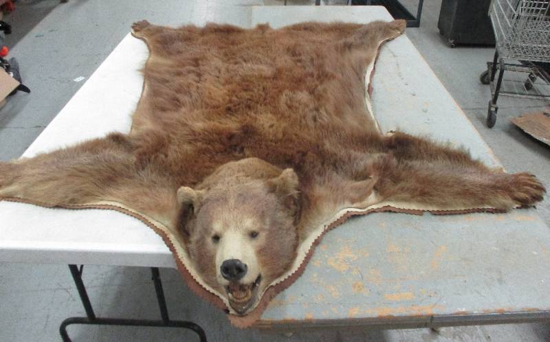bear rug