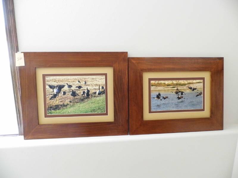 Duck Pictures