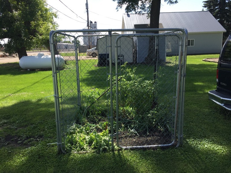 lot 6 image: 6 Dog Pound