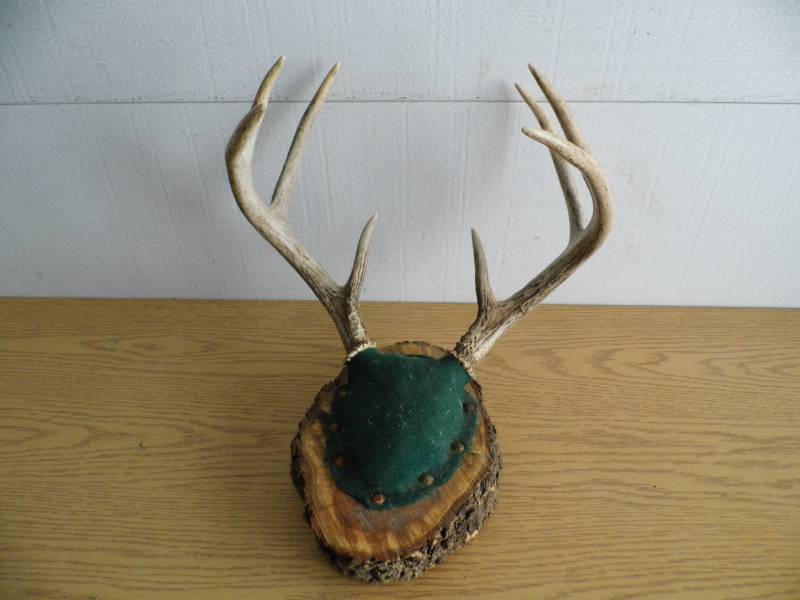 lot 81 image: Antlers