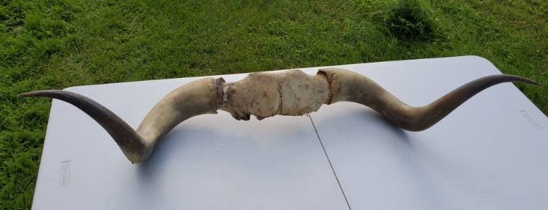 lot 31 image: 3 foot long Bull Horns