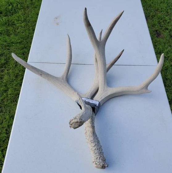 lot 32 image: 10 point Deer Antler