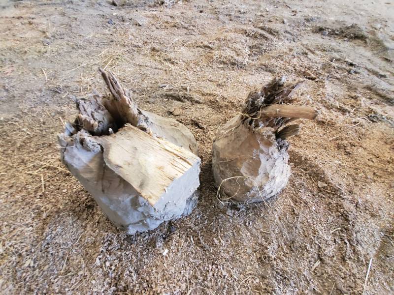 lot 99 image: Beaver Oak Stump for Yard Art