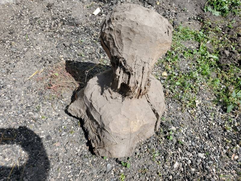 lot 100 image: Beaver Oak Stump for Yard Art