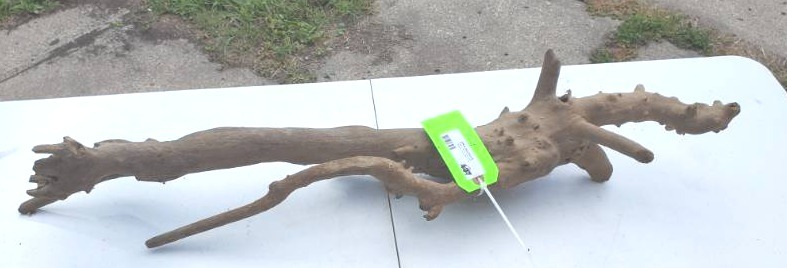 lot 124 image: 32 long Beaver chewed wood