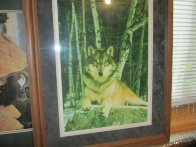 lot 40 image: Wolf Photo by Lynn Rodgers