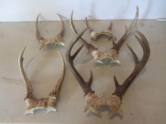 lot 25 image: Antlers