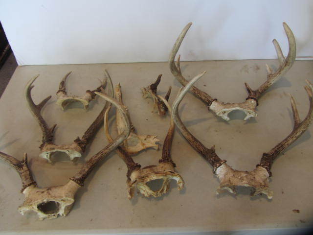lot 32 image: Antlers