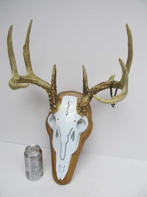 lot 167 image: Genuine Whitetail Deer Antler Wall Hanging wMetal Skull #1