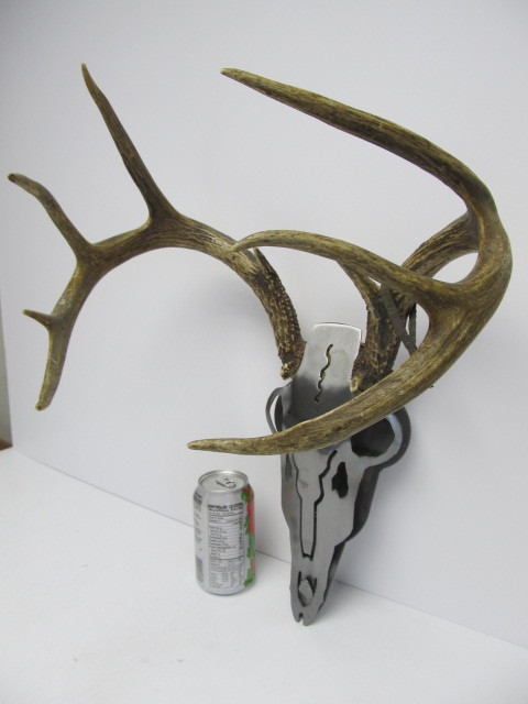 lot 168 image: Genuine Whitetail Deer Antler Wall Hanging wMetal Skull #2
