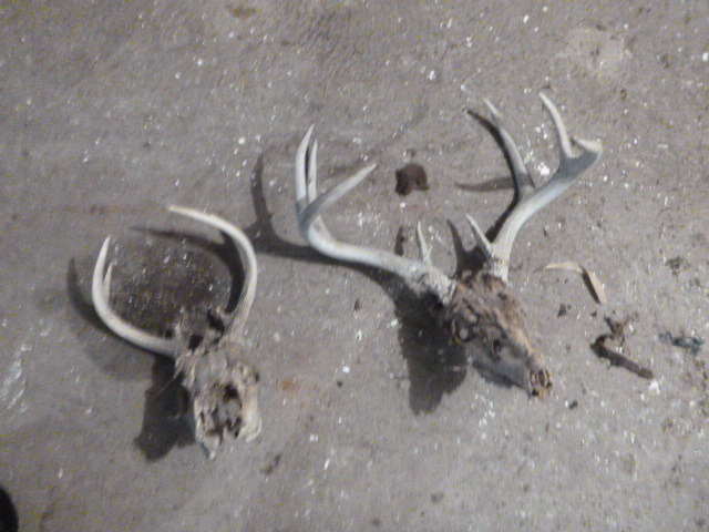 lot 210 image: 2 Pair of Deer Antlers
