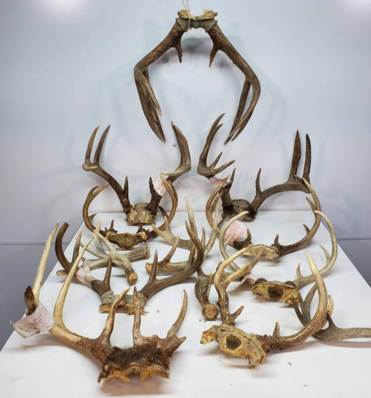lot 85 image: Antlers. Approx 19 lbs.