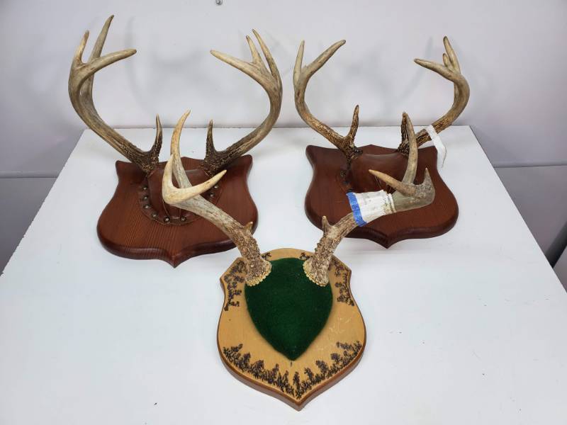 lot 86 image: (3) Antlers on Boards