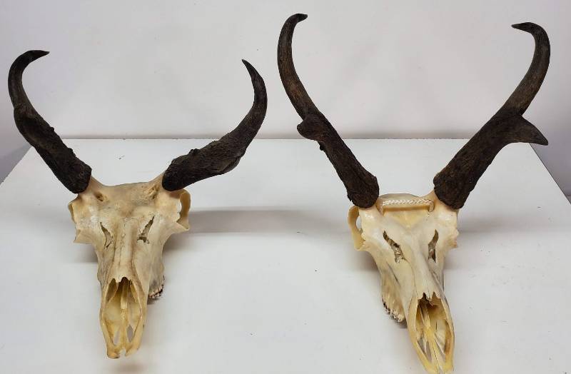 lot 87 image: (2) Antelope Horns