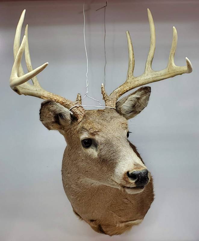 lot 92 image: Whitetail Buck Mount