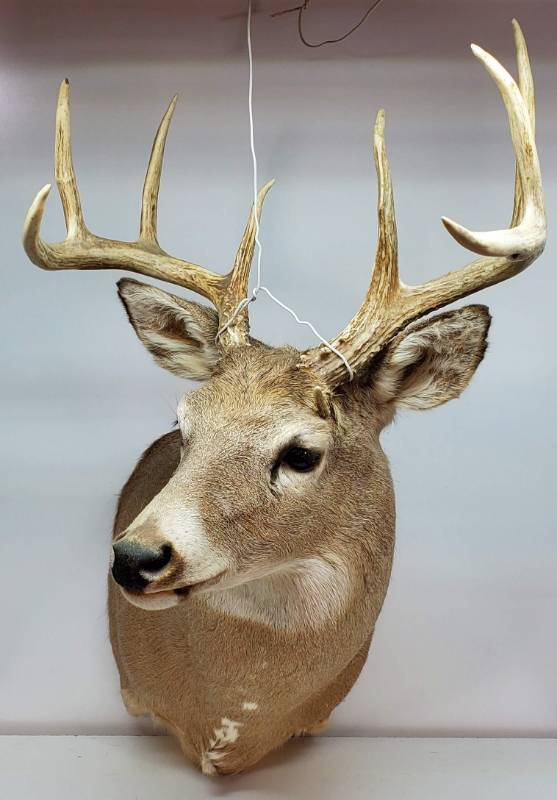 lot 93 image: Whitetail Deer Mount