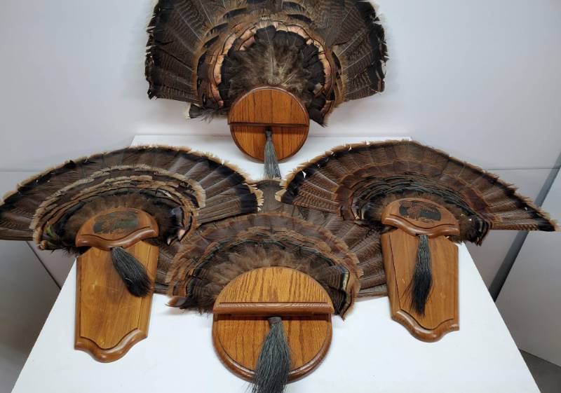 lot 95 image: 4 Turkey Feather Mounts