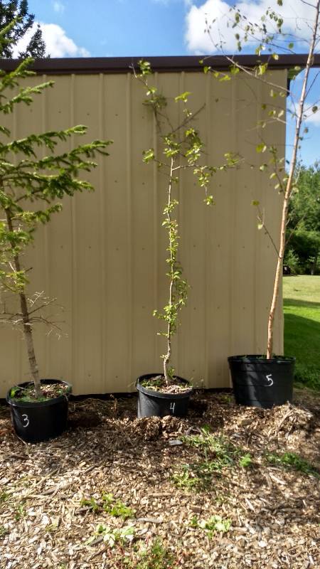lot 4 image: 7 ft. American Plum