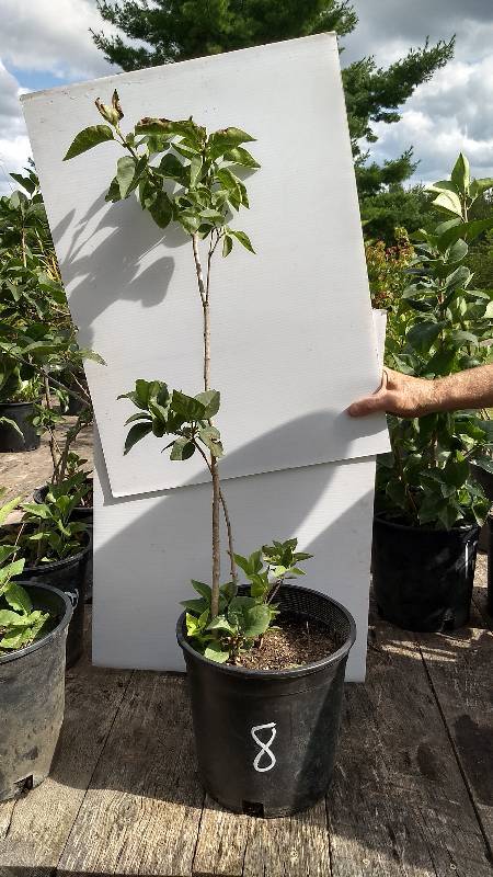 lot 8 image: 2 - 3 ft. Old Fashioned Lilac