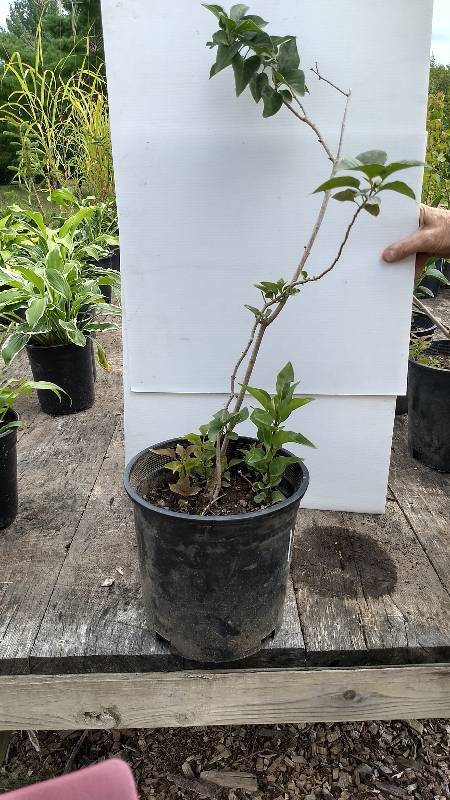 lot 10 image: 2 - 3 ft. Old Fashioned Lilac