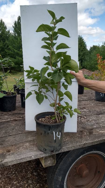 lot 14 image: 2 - 3 ft. Old Fashioned Lilac